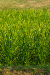 The grain in the green field.