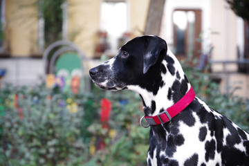 Dalmatian dog posing in profile looking into the distance in a park