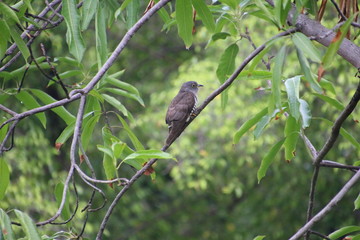 bird on a branch