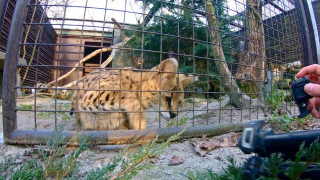 Serval (Leptailurus serval) teased by undisciplined visitors in zoo