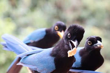 Sch&ouml;ne V&ouml;gel