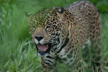 Fototapeta na wymiar Jaguar / Onça Pintada (Panthera onca)