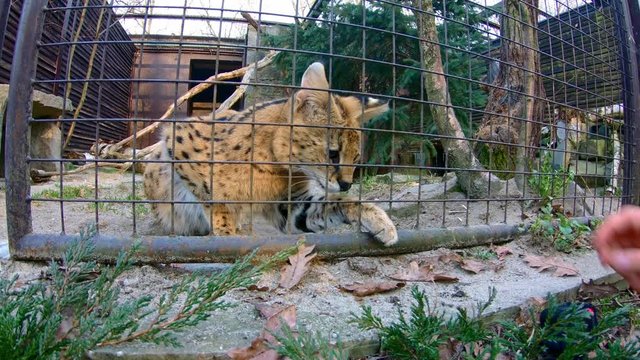 Serval (Leptailurus serval) teased by undisciplined visitors in zoo