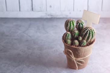 Cactus family in a peat pot. Place for text. Generation concept