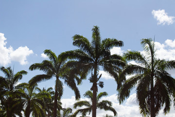 Naklejka premium Palmeras y Cielo 