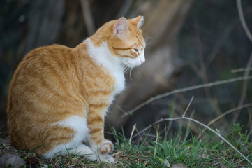Naklejka na ściany i meble Yellow tabby cat in an outdoor park surrounded by bush