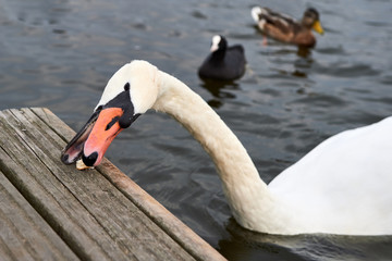 White swan is eating the bread