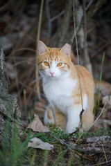 Yellow tabby cat in an outdoor park surrounded by bush