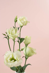 Beautiful greeny white eustoma flowers bouquet on pink background close up