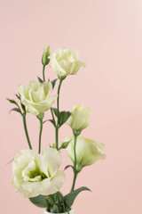 Fototapeta premium Beautiful greeny white eustoma flowers bouquet on pink background close up