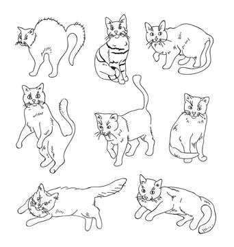 Cats in different position isolated set. Vector flat graphic design isolated illustration