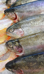 Fresh trout fish for sale in market