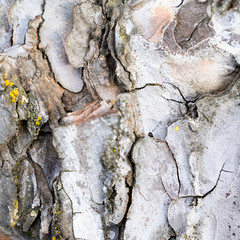 Texture of a tree trunk