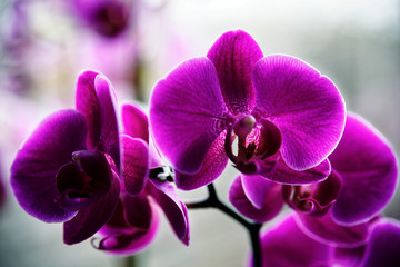Orchidea obraz 