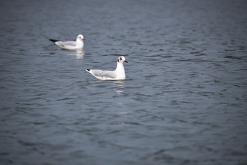 Two seagulls on the lake