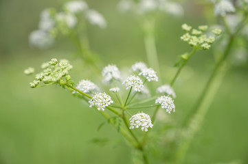 Detail photography of angelica sylvestris plant in spring with unfocused background