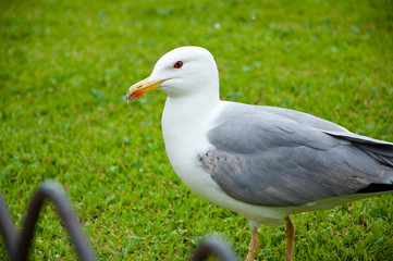 gull bird. white seagull walk on green grass. sea gull with yelloow beak