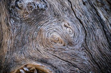 Texture of old woods of pine trees with circular effect