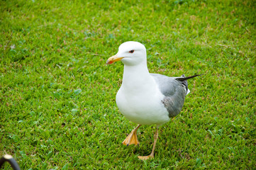 Sea gull standing on green grass in park. Seagull portrait against green grass. gull walk in italy park. beautiful and funny seagull on green grass. member of the gull family