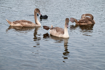 White swan chicks