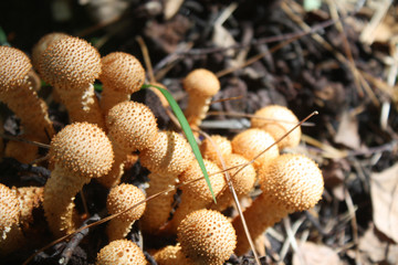 A small yellow group of toadstools poisonous in the sun in a forest. Nature, macro shot of a natural, ecologically clean forest with mushrooms and the danger of poisonous mushrooms.