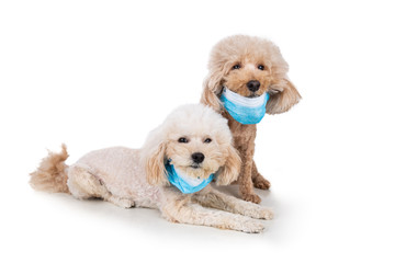 Pet dog poodle with face mask  to protect against flu virus
