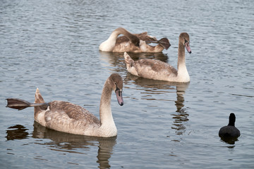 White swan chicks