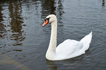 Portrait of a white swan