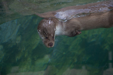 seal in the water