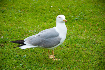 Seagull portrait against green grass. gull walk in italy park. beautiful and funny seagull on green grass. Gull bird was put on top of grass for feeding