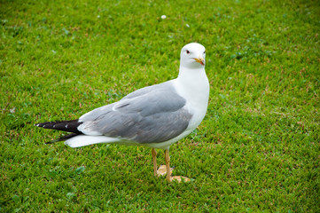 beautiful and funny seagull on green grass. Single Seagull bird standing in grass. white bird seagull. gull walk in italy park
