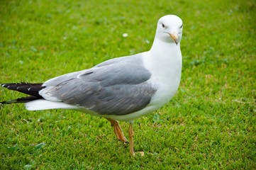 zoo concept. gull walk in italy park. beautiful and funny seagull on green grass. Close up of a seagull on grass