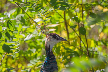 Peacock in nature with green background