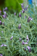 flowers in a pot