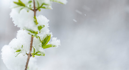 Snow on first young leaves, early spring on white unclear blured background