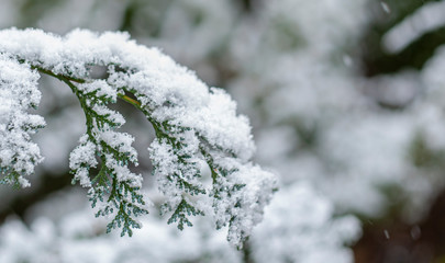 Close-up of snow on fir tree branch on blured forest background