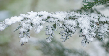Close-up of snow on fir tree branch on blured forest background