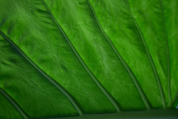 Large leaf of bird of paradise