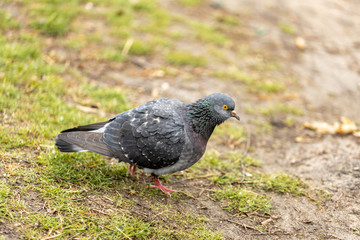 Dove on the green grass in the park