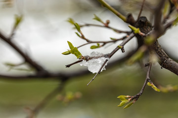 Snow is melting on a branch with young leaves.