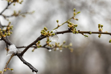 Snow is melting on a branch with young leaves.