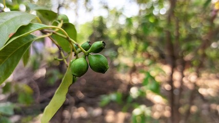 Three Sandalwood Fruit and Leaves Early Summer Selectively Focused