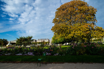 Bench and tree in Jardin des Tuileries, Pairs