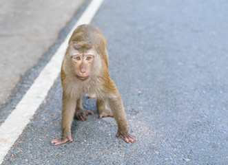 Crab-eating macaque monkey in thailand