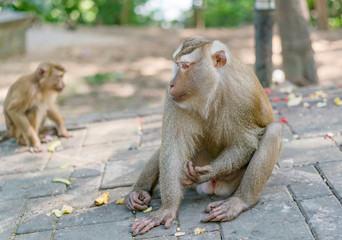 Crab-eating macaque monkey in thailand