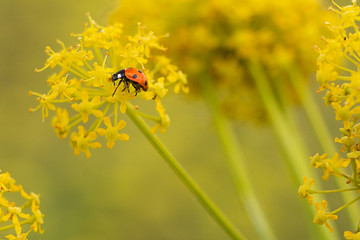 A ladybug perched on a flower