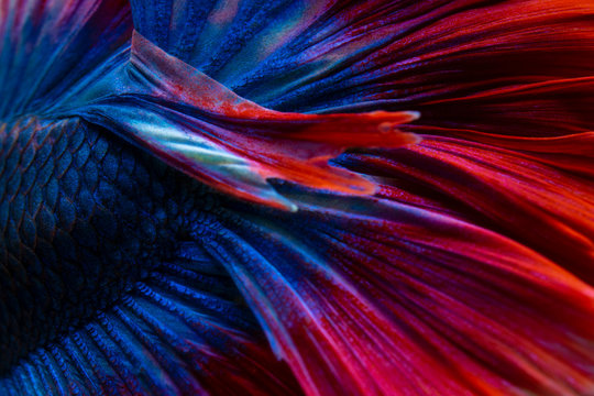 Abstract close up detail of Siamese fighting fish Half moon blue and red tone for background.