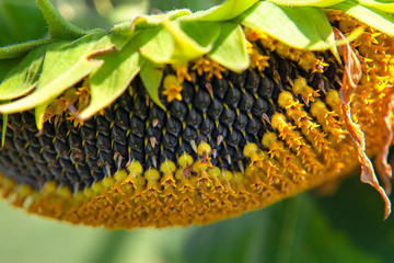 details of sunflower growing in the garden 