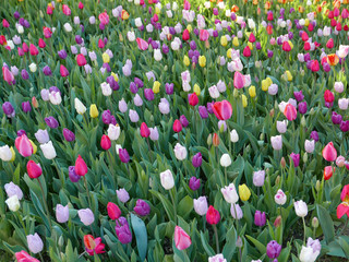 tulip flowers of many colours
