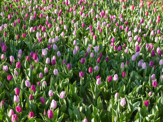 pink and purple tulip flowers